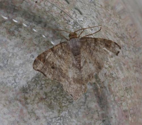 Macaria alternata
